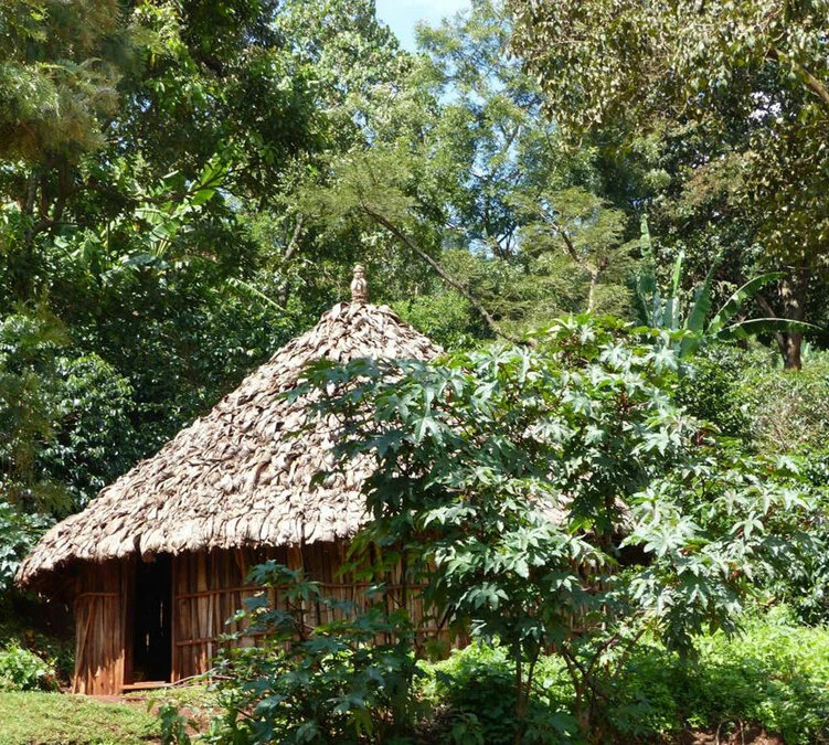 250 G- Café En Grain Dambi Uddo - LE PIANTAGIONI DEL CAFFE – Image 4