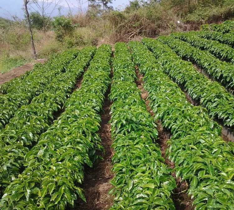 250g Café En Grains - La Colina - THE BARN – Image 2