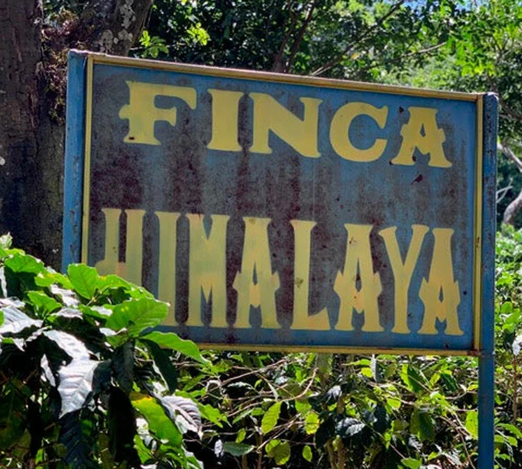 250g Café En Grains - Himalaya Pineapple - THE BARN – Image 2