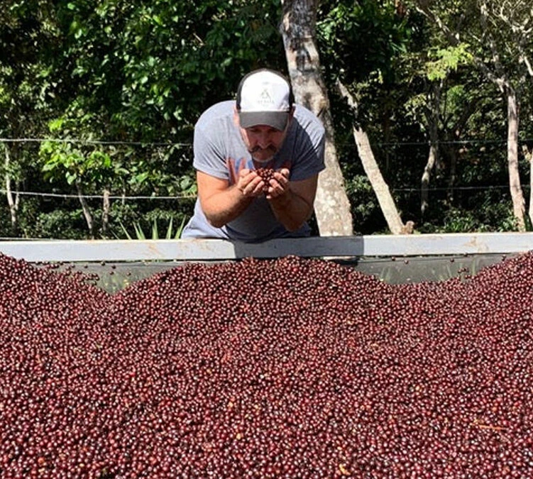 250g Café En Grains - Himalaya Pineapple - THE BARN – Image 3