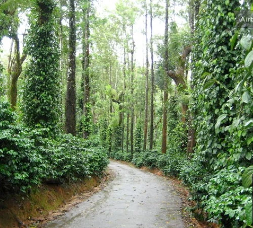 Café En Grains : Inde - Malabar - 1Kg - Cafés Lugat – Image 2