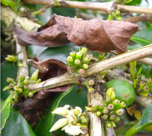 Café En Grains : Inde - Malabar - 1Kg - Cafés Lugat – Image 3