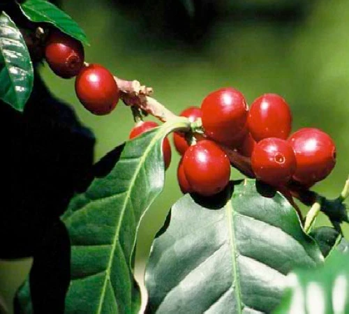 Café En Grains : Inde - Malabar - 1Kg - Cafés Lugat – Image 4